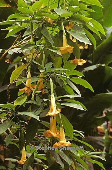 brugmansia versicolor 1 graphic